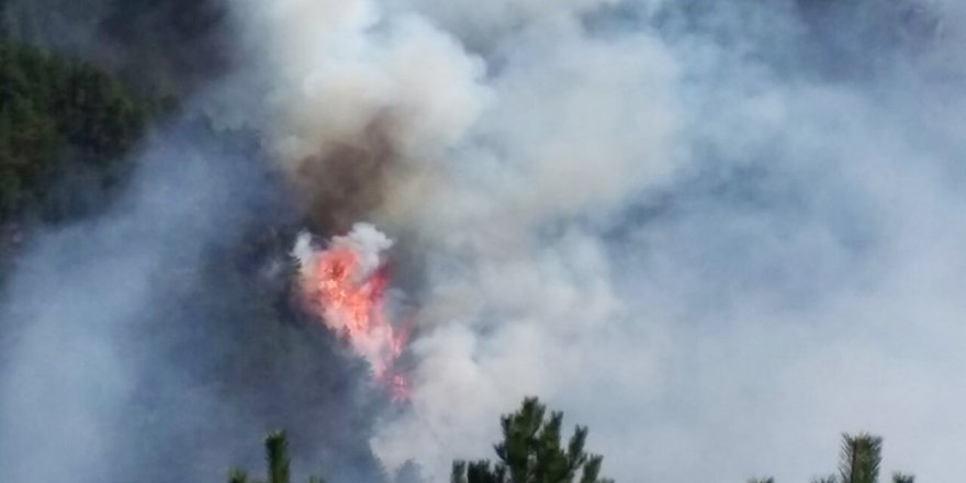 Kastamonu'da orman yangını