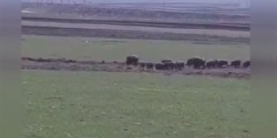 Kars’ta domuz sürüsü görüntülendi