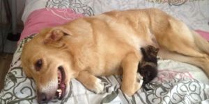3 Yaşındaki Köpek Yavru Kediye Annelik Yapıyor
