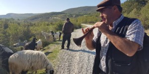 Keçiler zurnayla otluyor