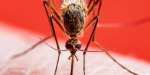 "Batı Nil Virüsü kuzeye doğru yayılıyor"