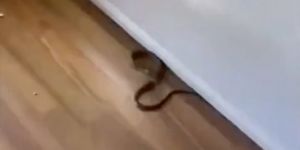 Evin içinde dünyanın en zehirli ikinci yılanını buldu !