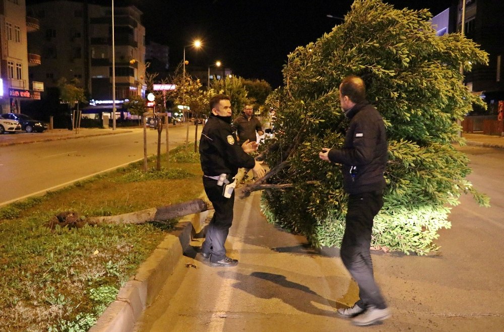 Antalya’da şiddetli rüzgar ağaçları kökünden söktü