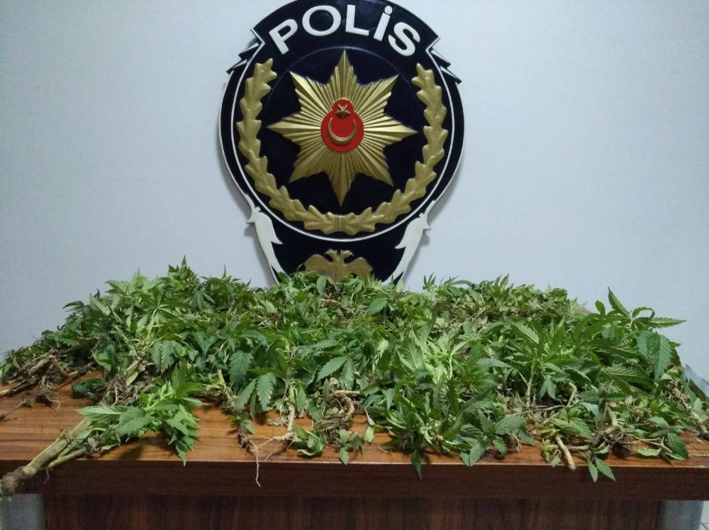 Tokat’ta uyuşturucu operasyonu: 12 gözaltı