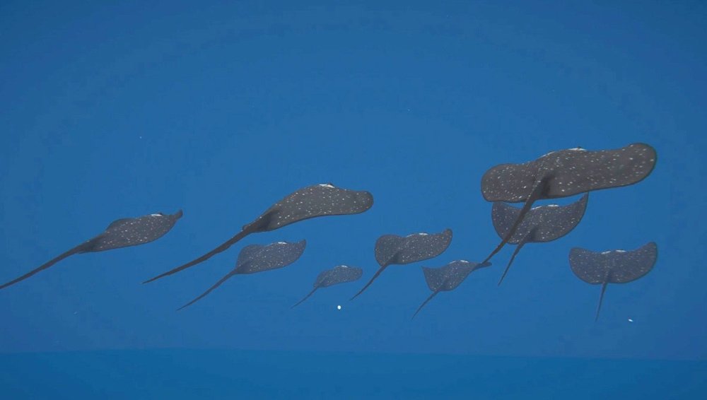 Denizler âWattozzâlara emanet olacak